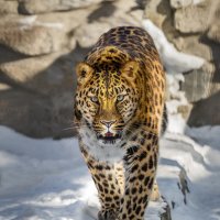 Леопард :: SanSan 