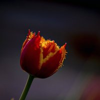 Красный тюльпан в лучах солнца :: Margo Marti