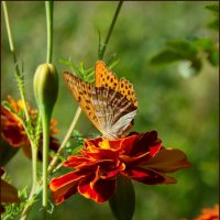 Сладкий нектар :: lady v.ekaterina