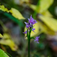 северная орхидея :: Елена Кордумова