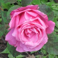 Розовая роза :: Дмитрий Никитин