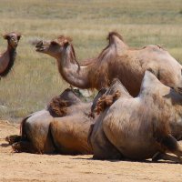 Балхашские верблюды. :: Штрек Надежда 