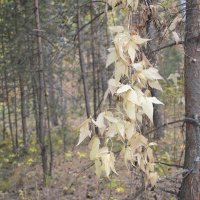 Последние листья...Лесные лианы Сары Арки... :: Андрей Хлопонин