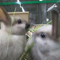 Кролики. :: Зинаида 