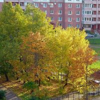 Осень из окна :: Вера Щукина