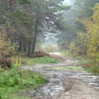Лесными дорогами . :: Мила Бовкун