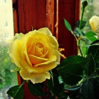 Жёлтые розы. :: ANNA POPOVA