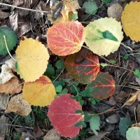 Осенние листья :: Елена Павлова (Смолова)