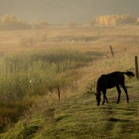 Очей очарованье :: Виктория 