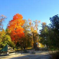 Осень в парке :: Ольга Довженко
