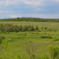 Шахты. Молодой Аютинский сосновый бор. :: Пётр Чернега