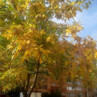 Осень в моем городе :: Елена Семигина