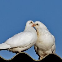 Любовь и голуби :: Елена Кирьянова