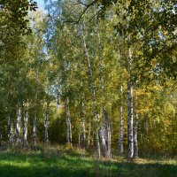 Осенний лес :: Ольга 