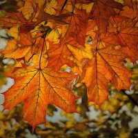 Осенние листья :: Алексей Виноградов