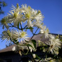 Детали природы :: Роман Савоцкий