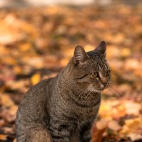 Осенний кот :: Ильдар 