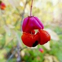 Бересклет бородавчатый (Euonymus verrucosus) :: Raduzka (Надежда Веркина)