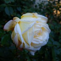 ...дерзкие нежные розы Ещё продолжают цвести… :: Galina Dzubina