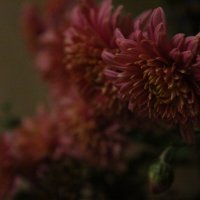 цветы :: Mari-Bly 
