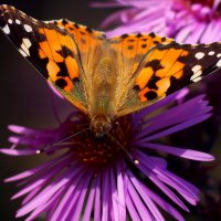 октябрьские бабочки на Гелиос 77м-4        5 :: Александр Прокудин