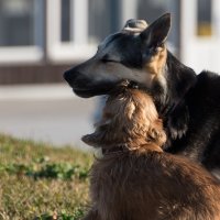 Собачьи нежности. :: Владимир Безбородов