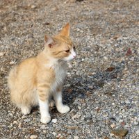 Критские кошки :: Ольга 
