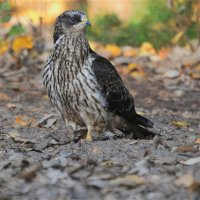 Осоед(Pernis apivorus) :: Иван 