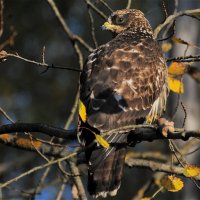 Осоед(Pernis apivorus) :: Иван 