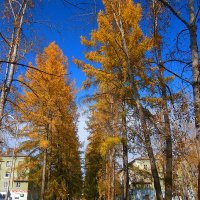 Осень в городе. :: Валерьян Запорожченко