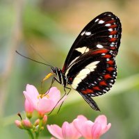 Heliconius atthis Doubleday :: Bo Nik