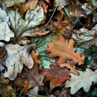 на ковре осенних листьев.. :: Ольга Заметалова