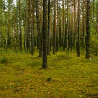 Леса в Могилевской области :: Игорь Сикорский