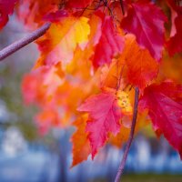 Осенние листья :: Елена Берсенёва