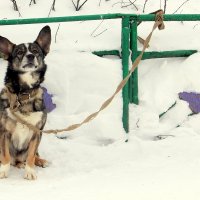 Переполненный гордостью и достоинством служивый..) :: Елена Минина