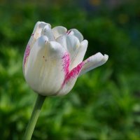 Нежный тюльпан :: lady v.ekaterina