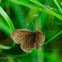 Глазок цветочный  (Aphantopus hyperantus) :: Анатолий Клепешнёв