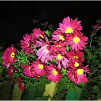 Ночные цветы. :: Валерия Комова