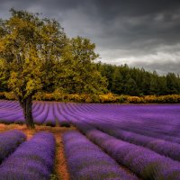 tree in lavender :: АБ АБ