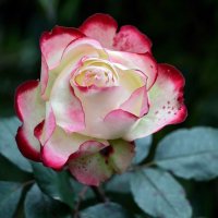 роза "Юбилей Принца Монако" :: Лариса Терехова 