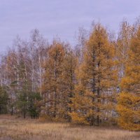 Лиственницы осенние. :: сергей 