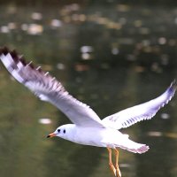 Низко летящая чайка :: Александр Чеботарь