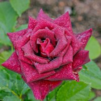 ...красная роза-эмблема любви. :: Андрей Иванович (Aivanovich-2009)