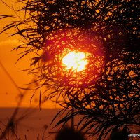 Восход. Солнце сквозь крону дерева. :: Валерьян Запорожченко