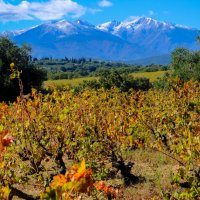 гора Канигу (Canigou), 2764 м, с виноградниками :: Георгий А