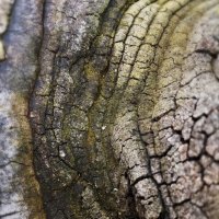 Фрагмент древесного гриба :: Наталья Голдина