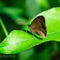 Бабочка - Aphantopus hyperantus :: Анатолий Клепешнёв