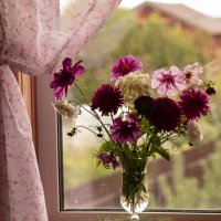 цветы на окне :: Наталья Крюкова