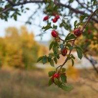 До свидания, теплые дни! :: Инна Драбкина