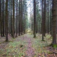 in the forest :: Zinovi Seniak